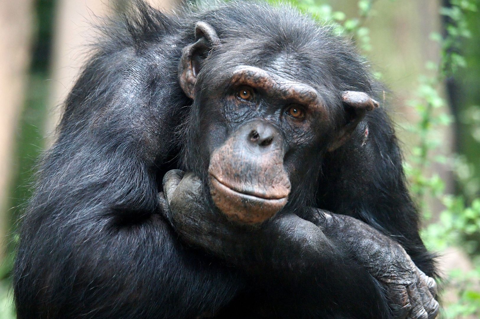 Biobed Primates Chimpancee 2