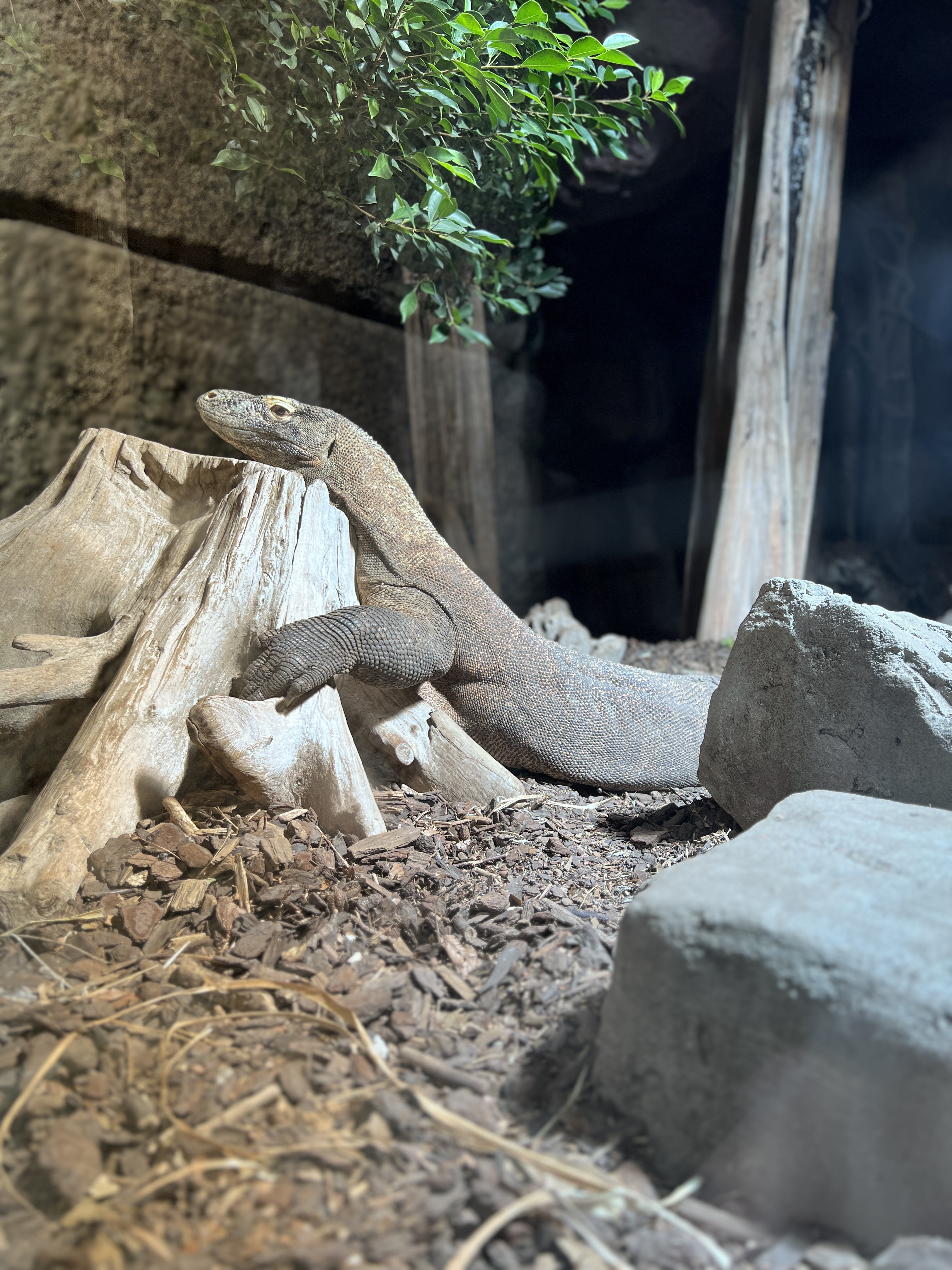 Komodo Varan Randers Regnskov NY VRAA BIOBED