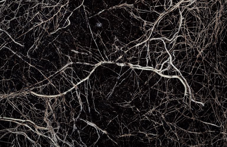 Rødder Pilekompost No Dig Nordic Willow