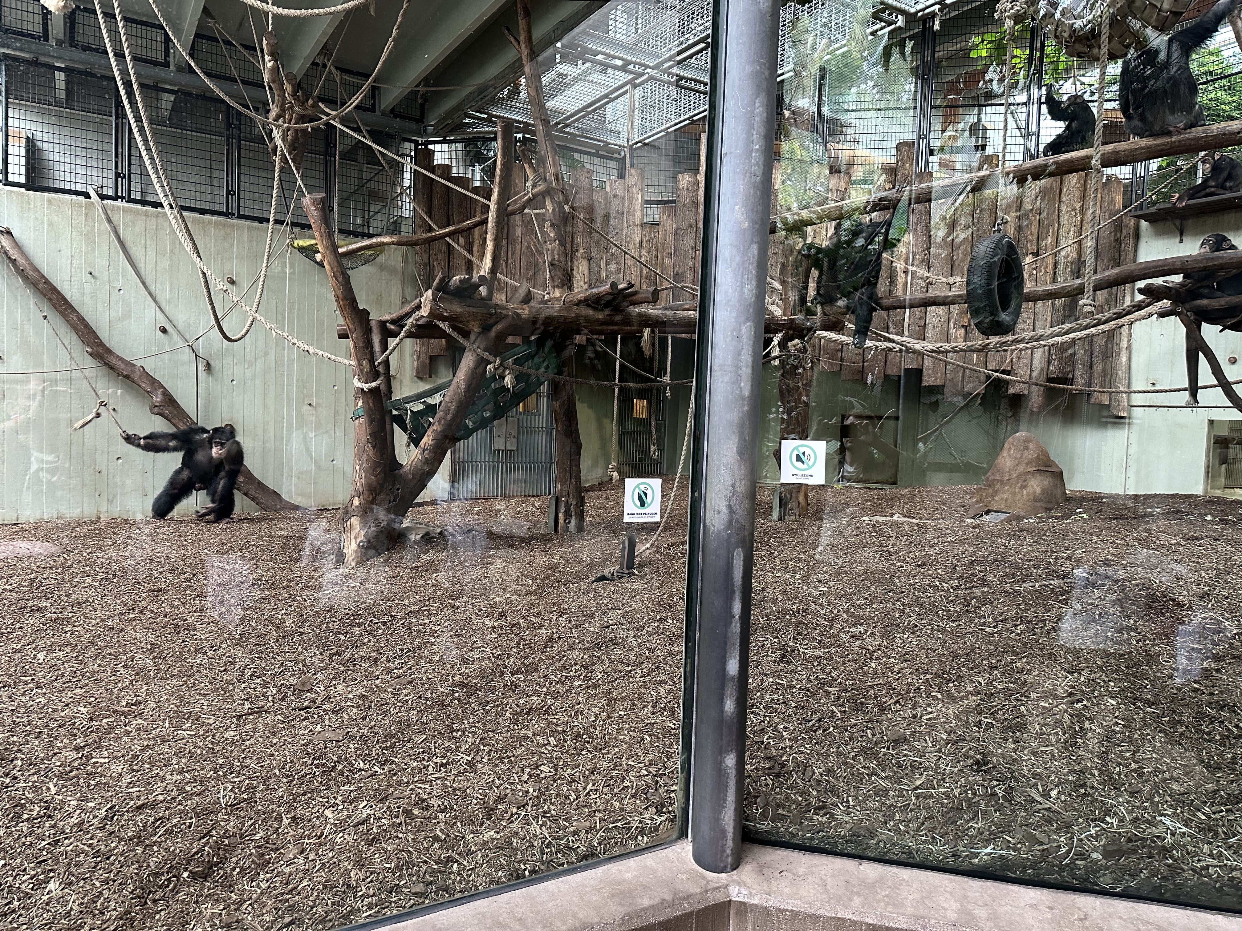 Primates On BIOBED NY VRAA ZOO