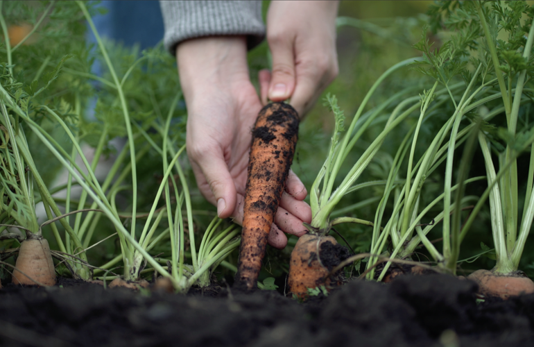 Selvdyrkede Gulerødder Nordic Willow No Dig