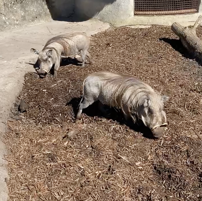 Vortesvin BIOBED Warthogs ZOO