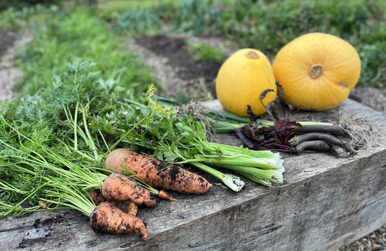 Efterårs Høst No Dig