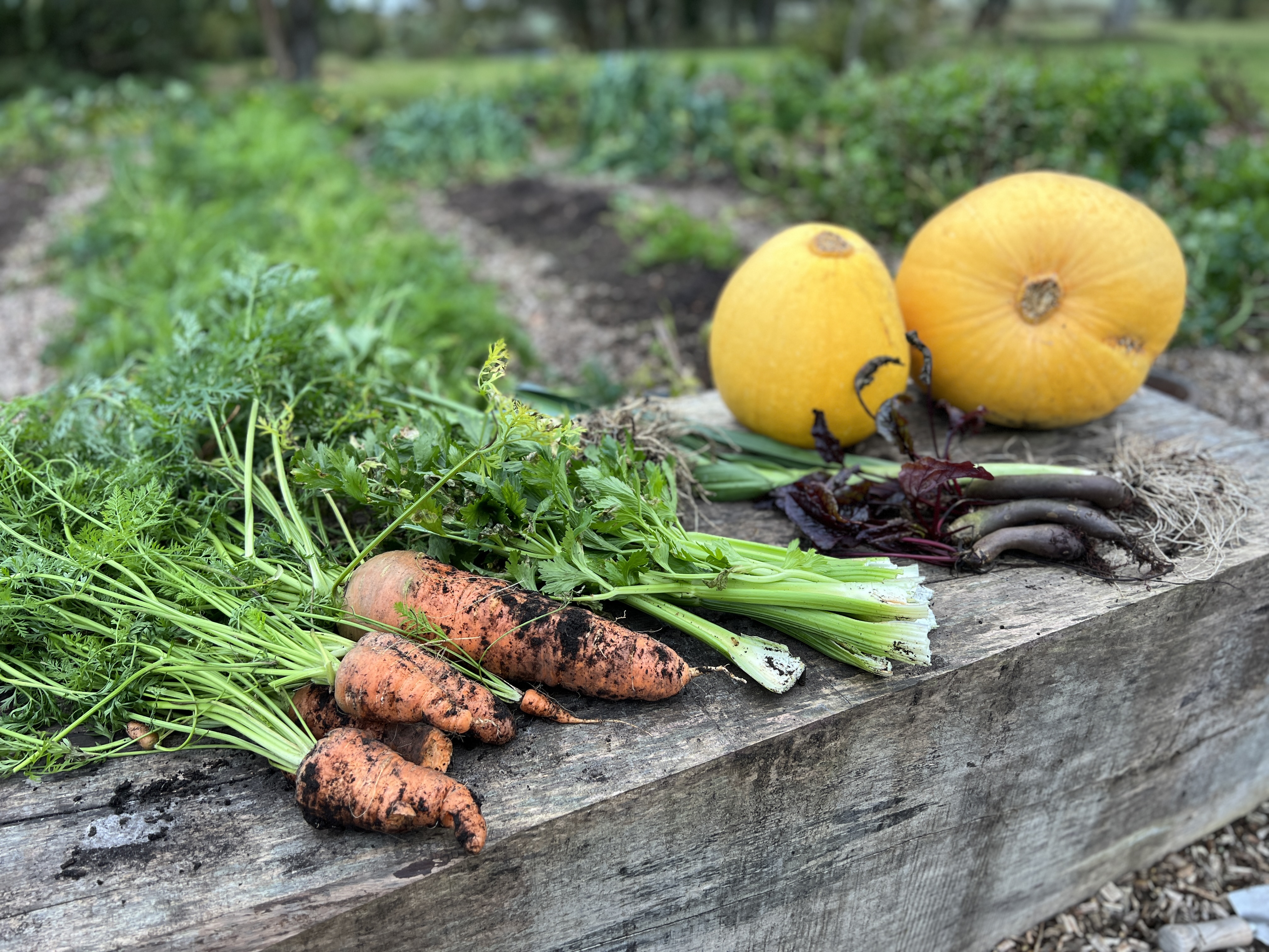 Efterårs Høst No Dig