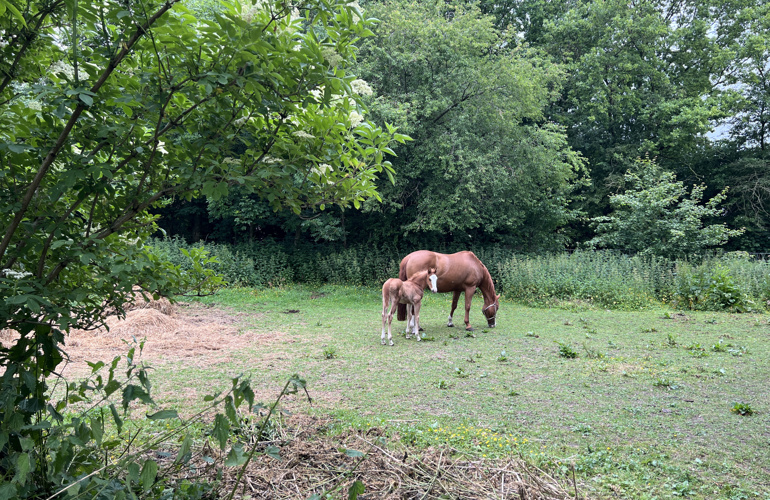 Heste På Fold Føl