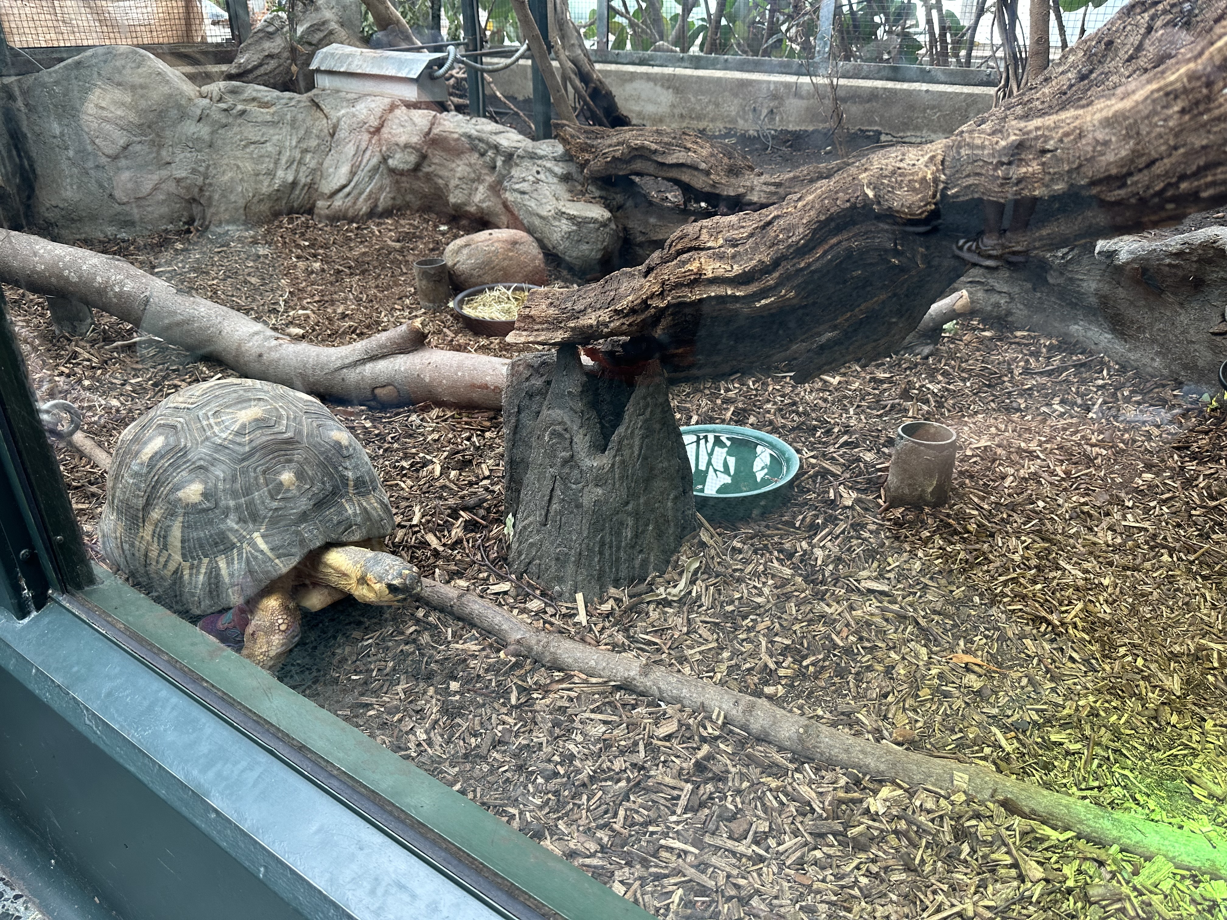 Skildpadde På BIOBED