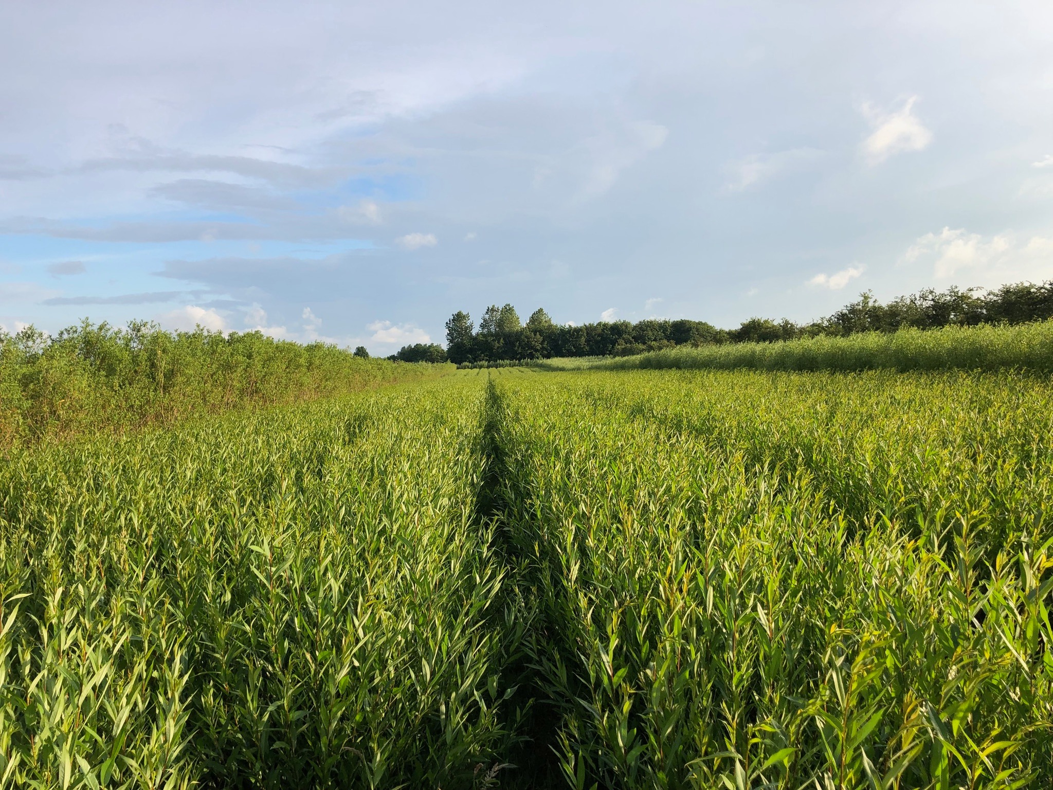 NY VRAA Pilemarker Økologi