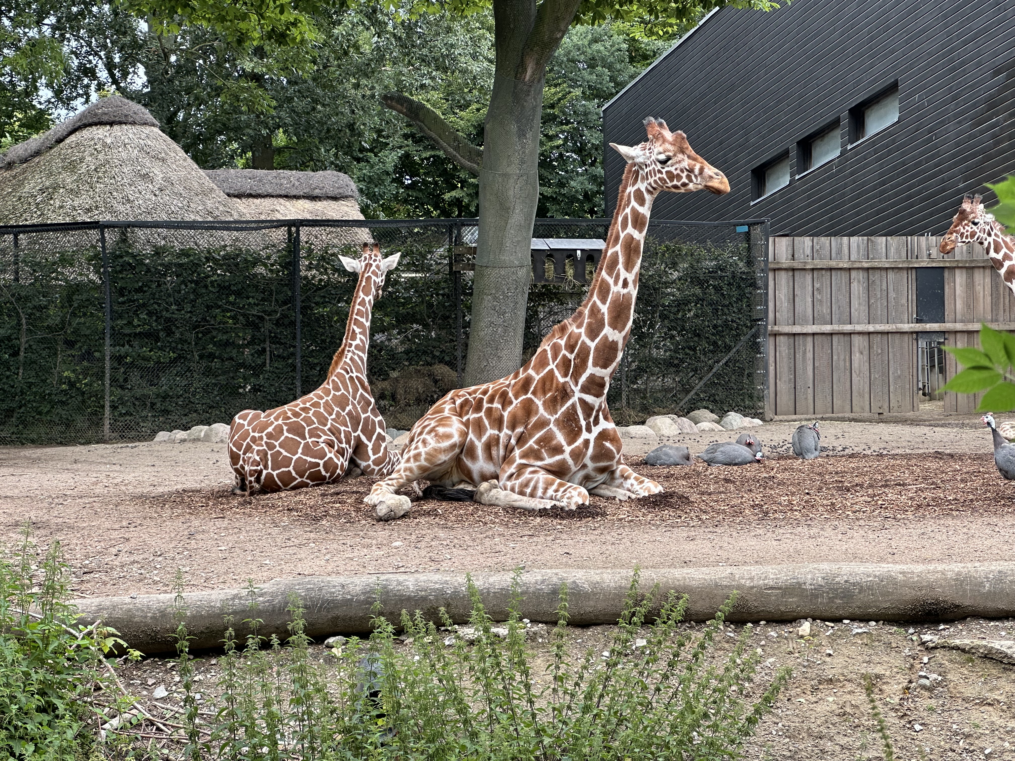 Giraf I Biobed Ny Vraa