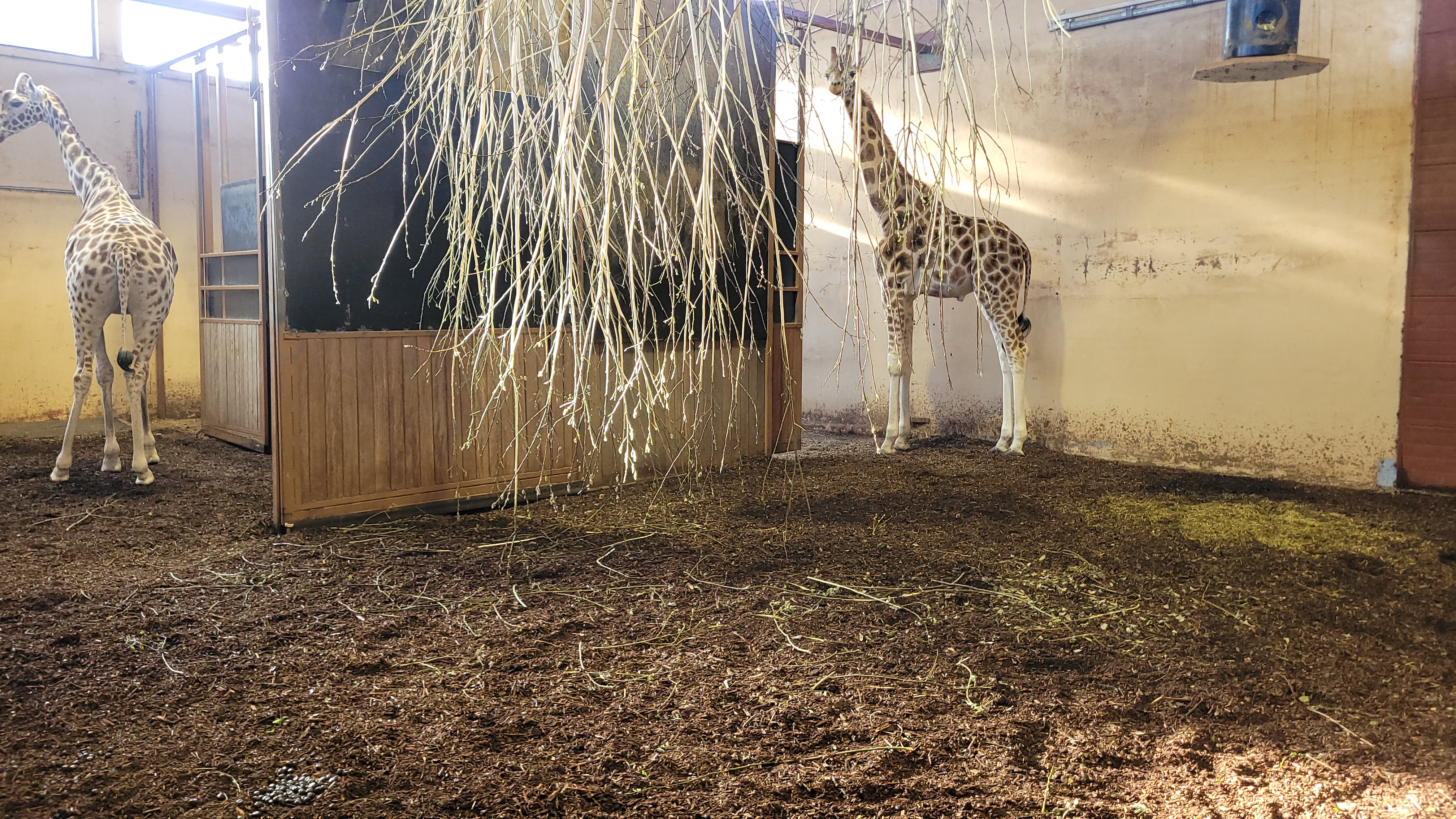 Girafstald Biobed Giraf