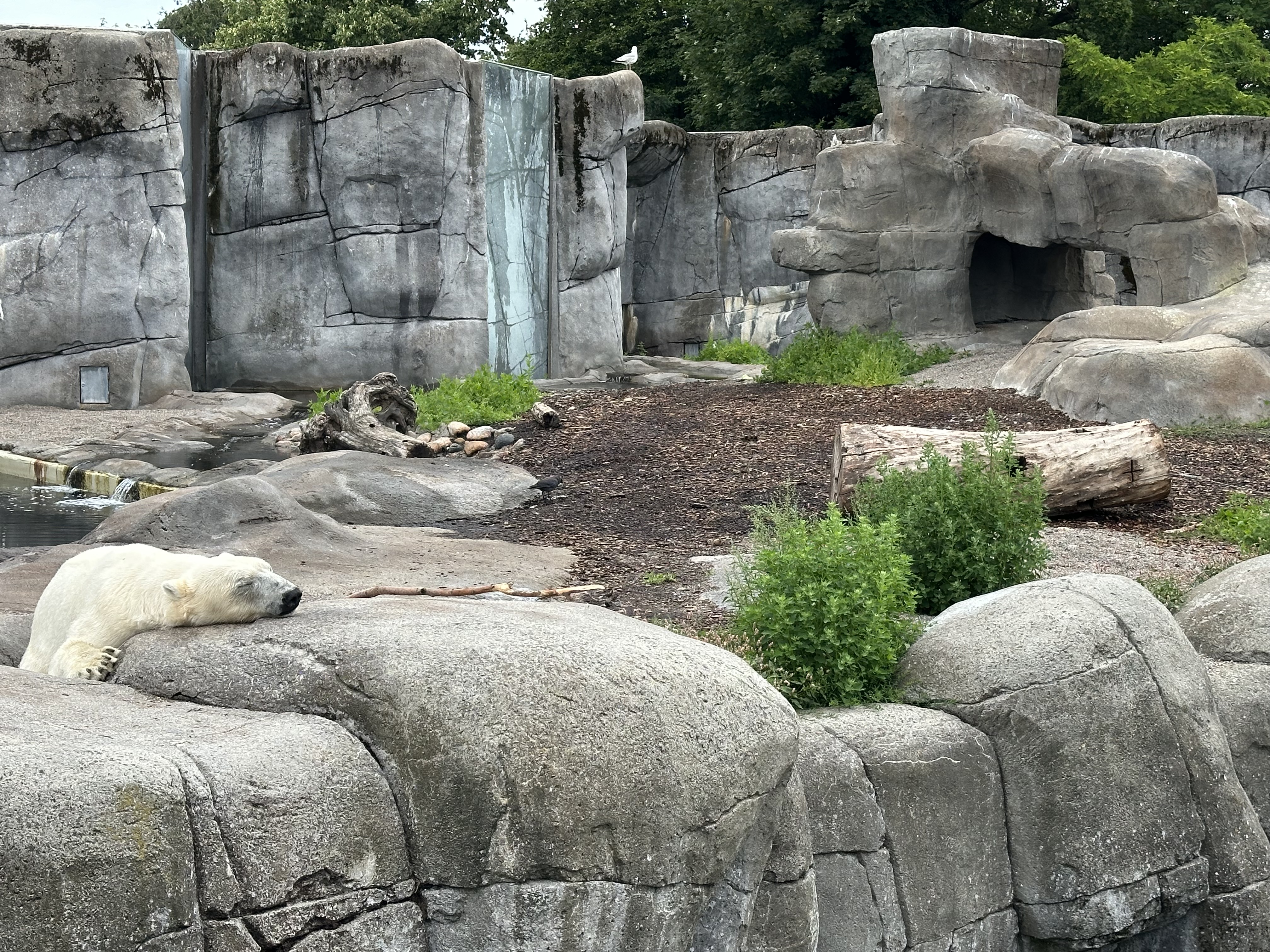 Isbjørn I Biobed Ny Vraa