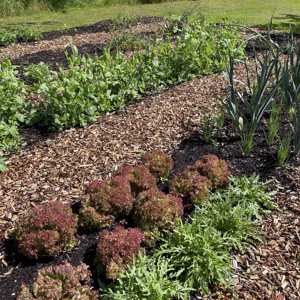 DYRK Pilekompost Køkkenhave