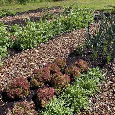 DYRK Pilekompost Køkkenhave