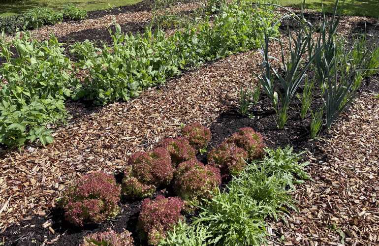 DYRK Pilekompost Køkkenhave