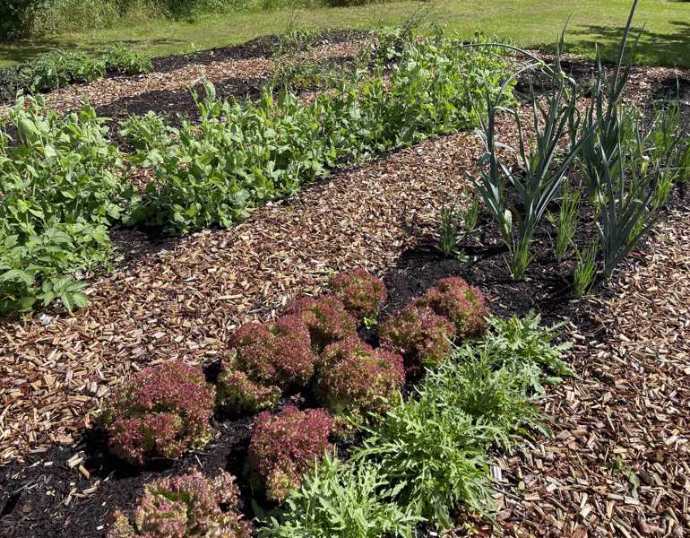 DYRK Pilekompost Køkkenhave