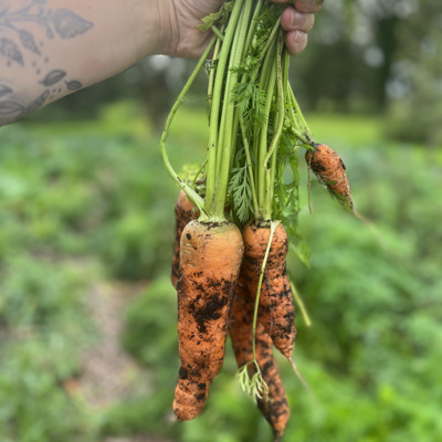 No Dig Gulerødder