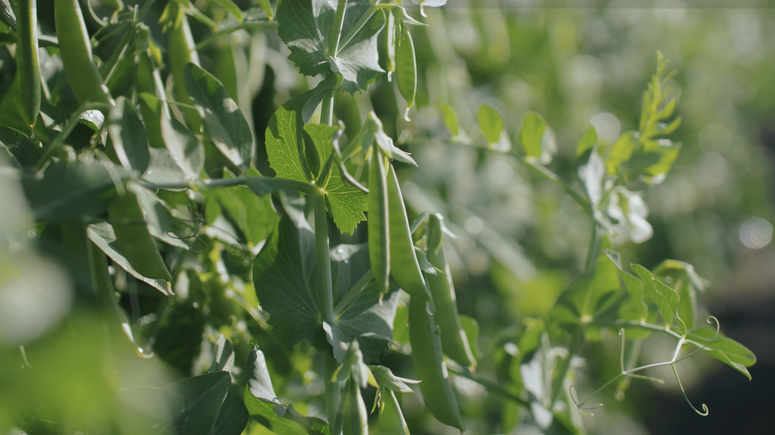 Ærter Høst No Dig Nordic Willow