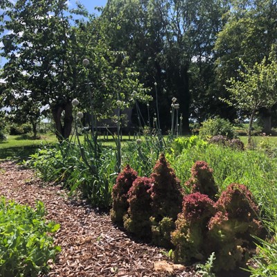 Køkkenhave No Dig Nordic Willow