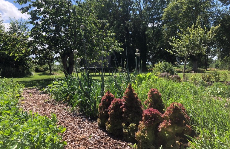 Køkkenhave No Dig Nordic Willow