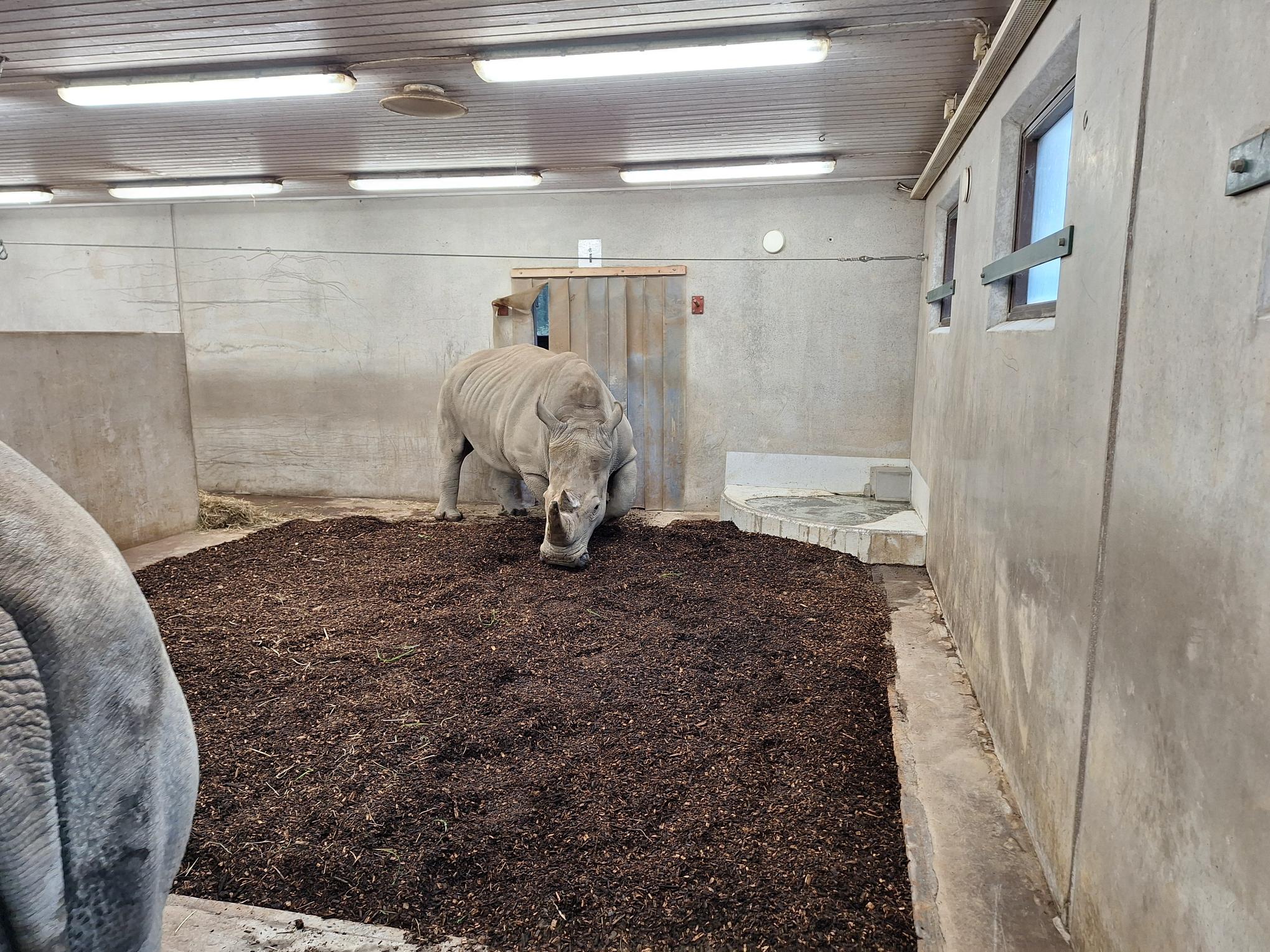 Kålmorden Næsehorn