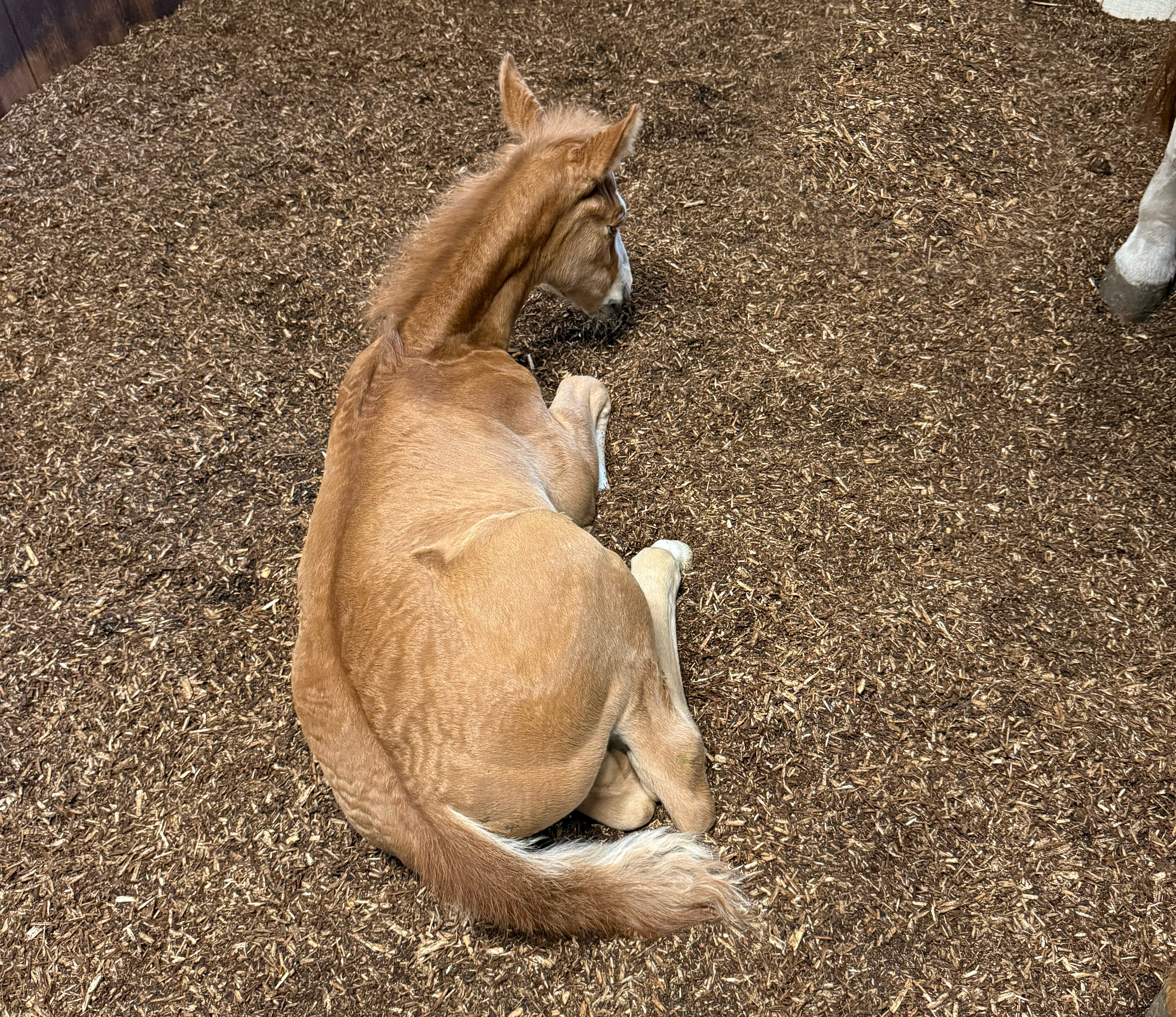 Føl På BIOBED Nordic Willow Horse