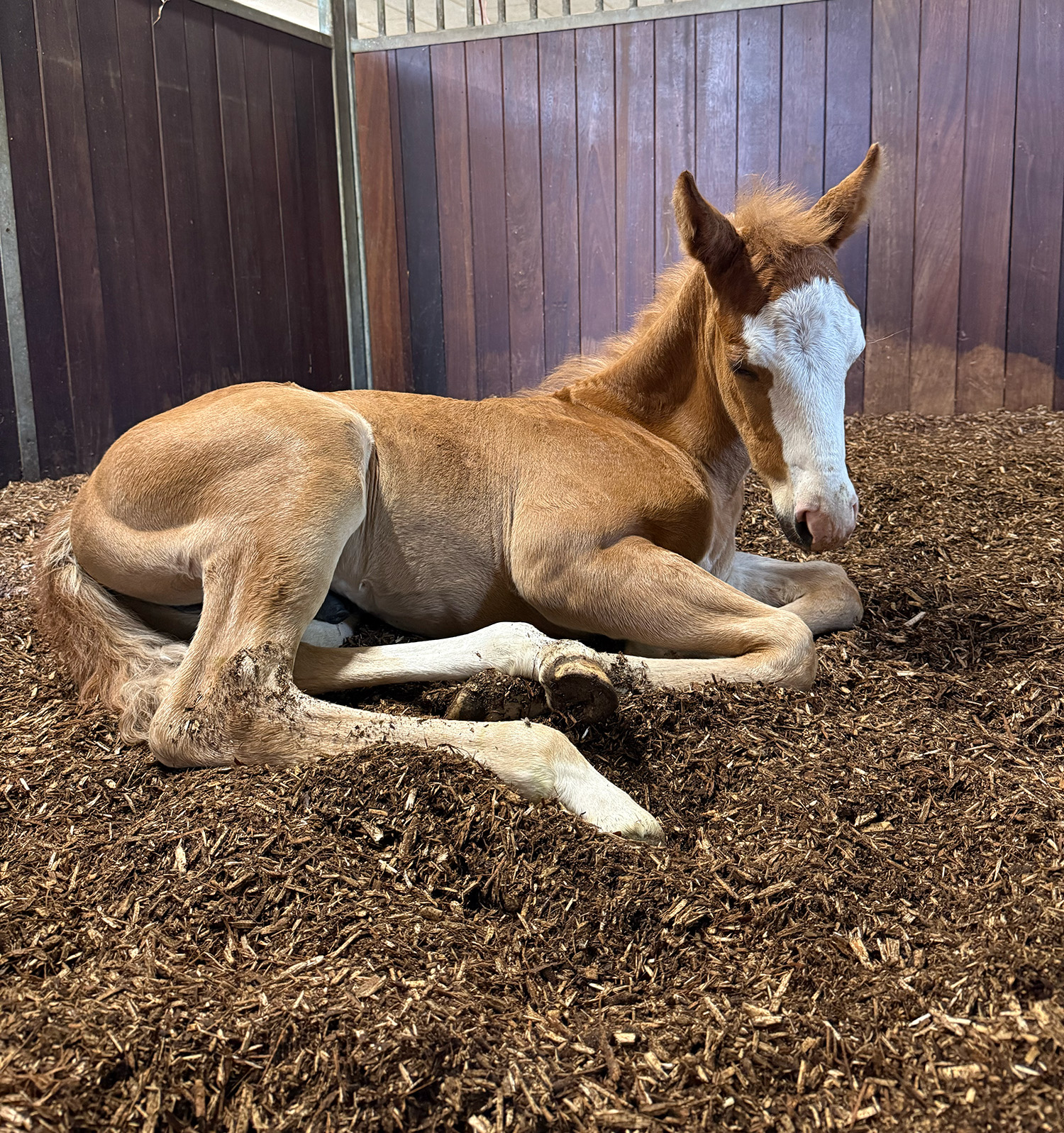 Føl På BIOBED Nordic Willow Horse2