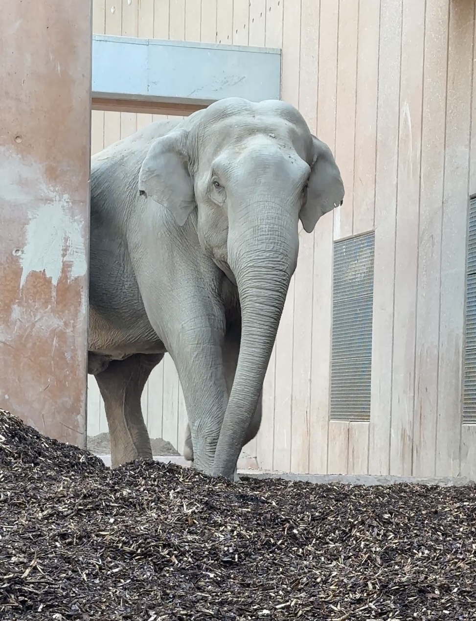 Elefant På Biobed 2