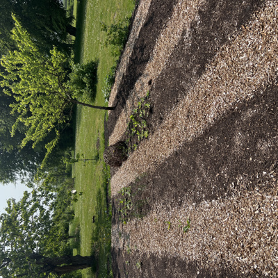 No Dig Køkkenhave Selvforsyning