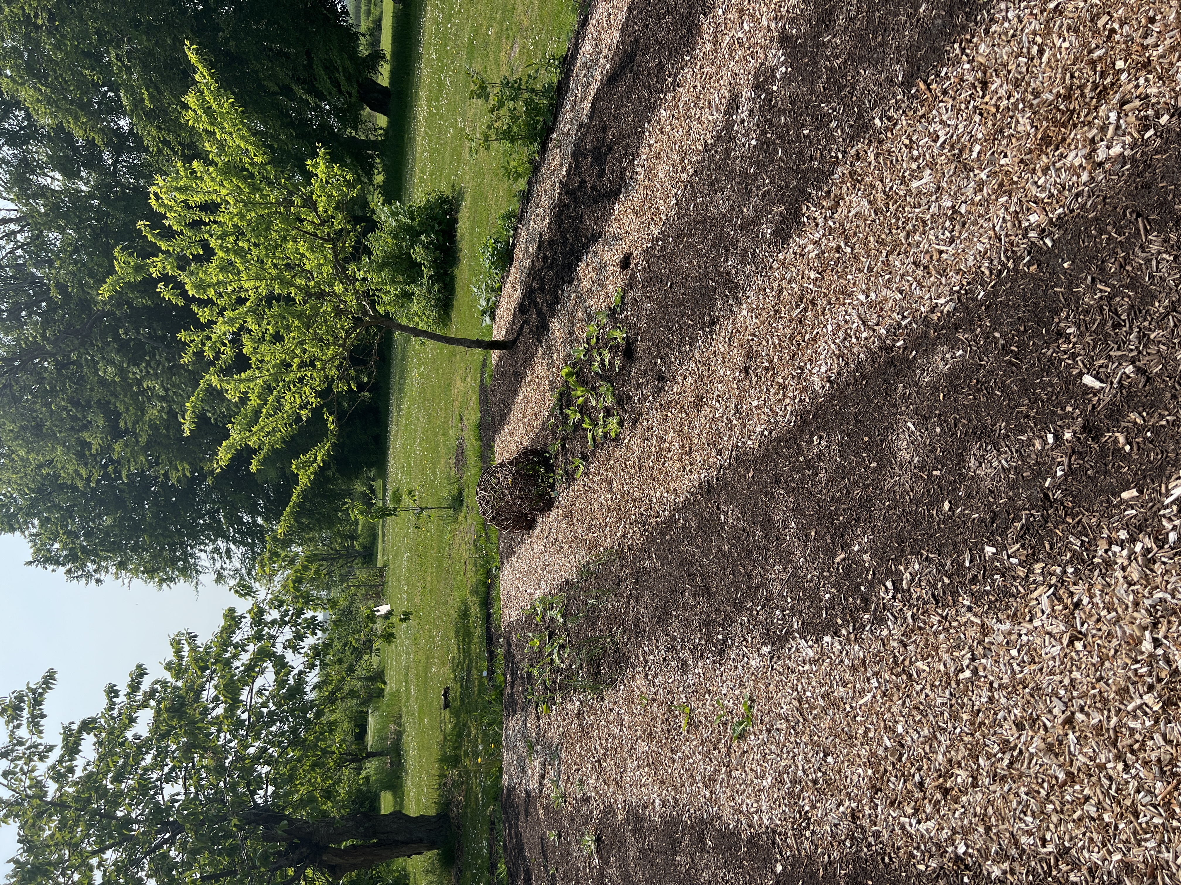 No Dig Køkkenhave Selvforsyning