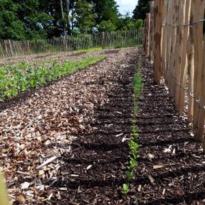 No Dig Nordic Willow