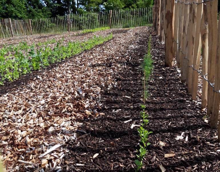 No Dig Nordic Willow