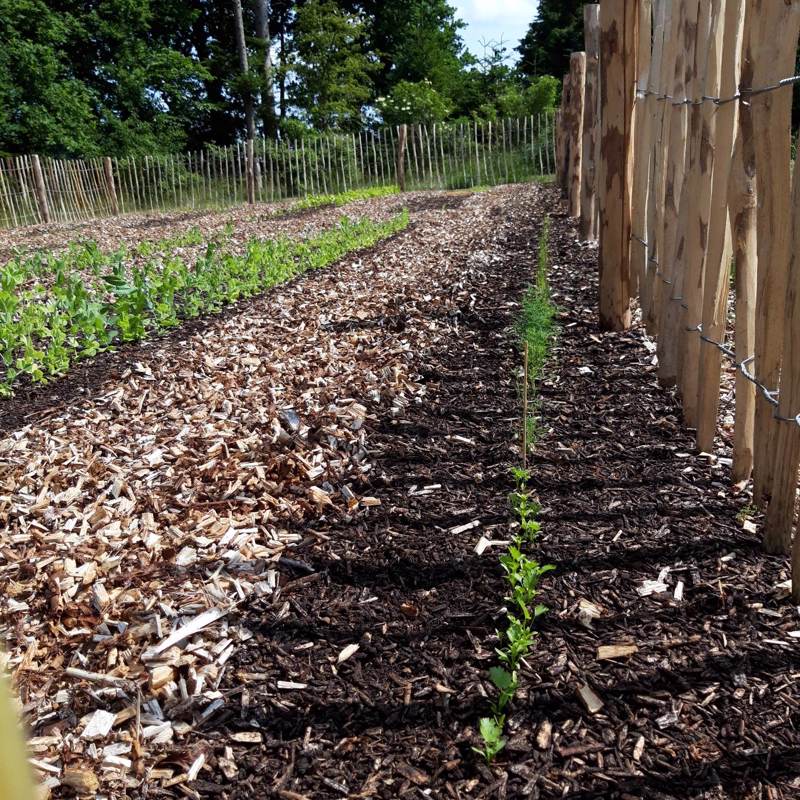 No Dig Nordic Willow