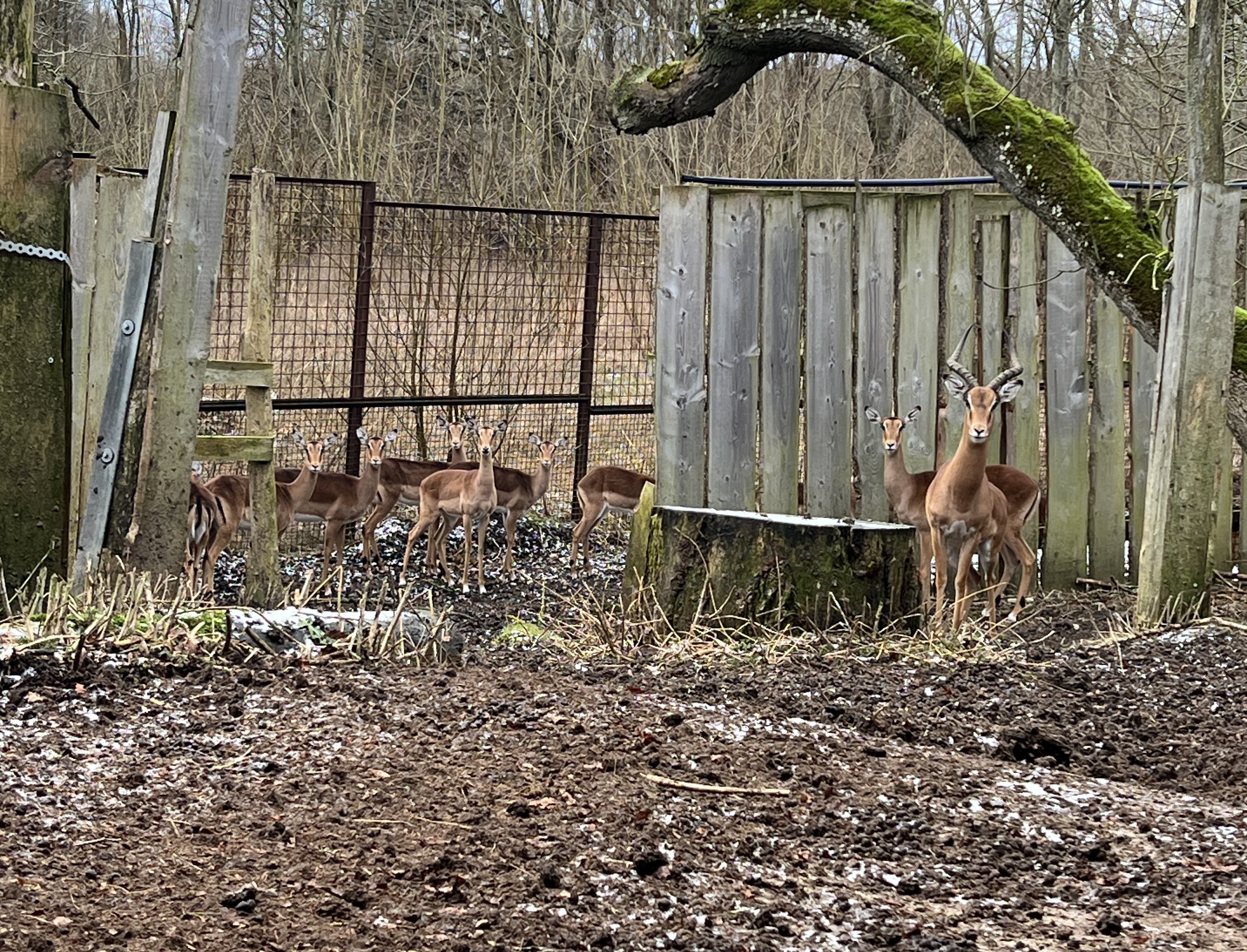 Ree Park Kudu BIOBED Ny Vraa Orig