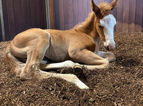 Føl På BIOBED Nordic Willow Horse2