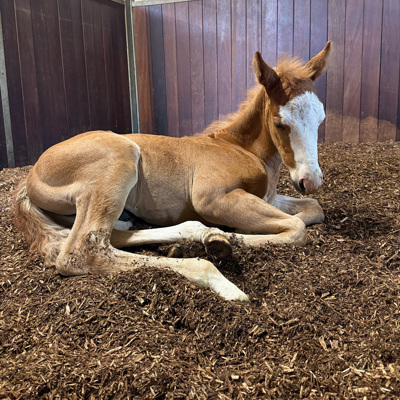 Føl På BIOBED Nordic Willow Horse2