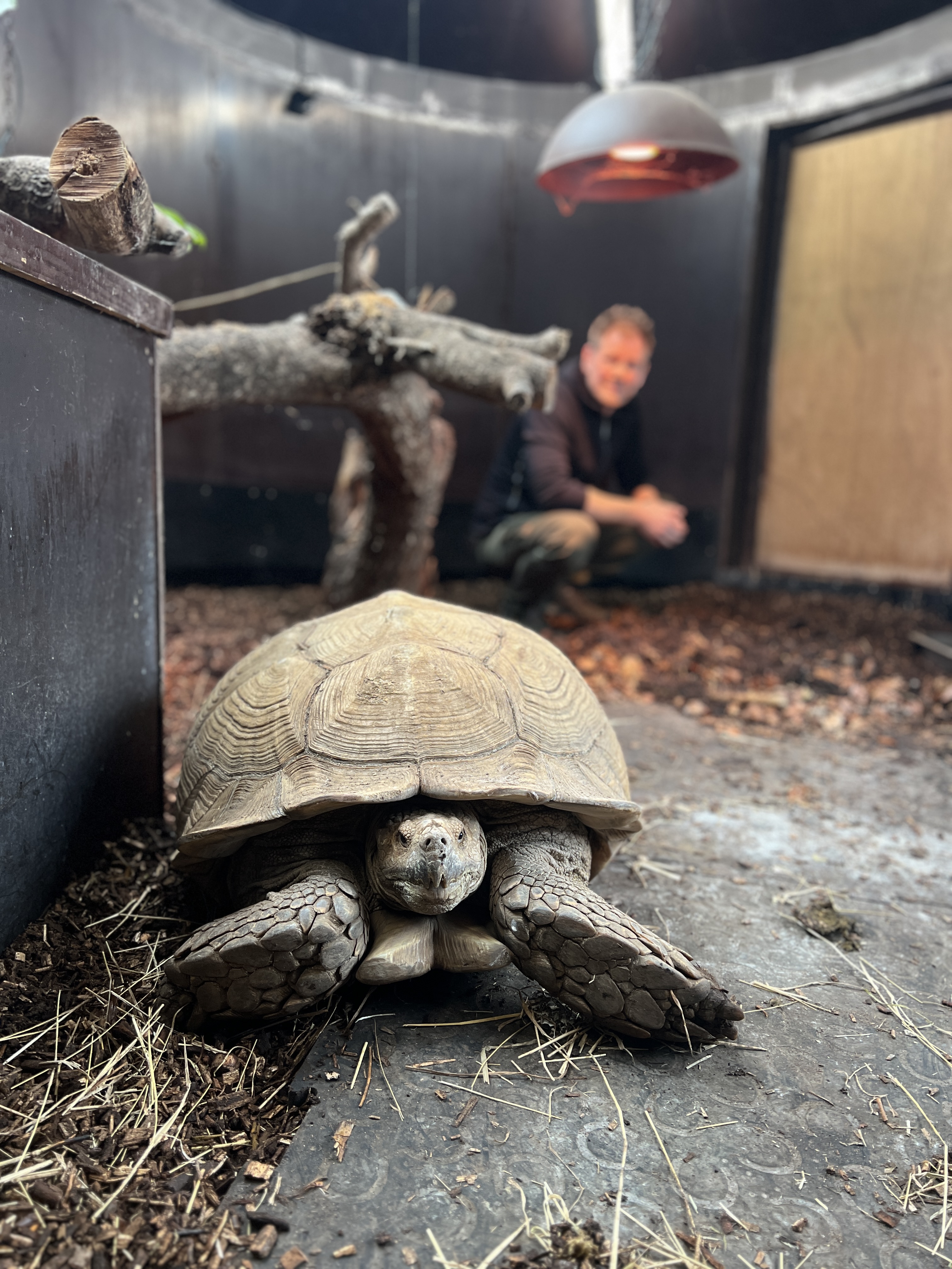 Sporeskildpadde Sulcata Ree Park BIOBED