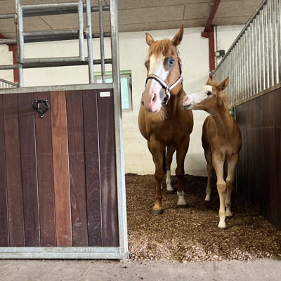 Heste På BIOBED Nordic Willow