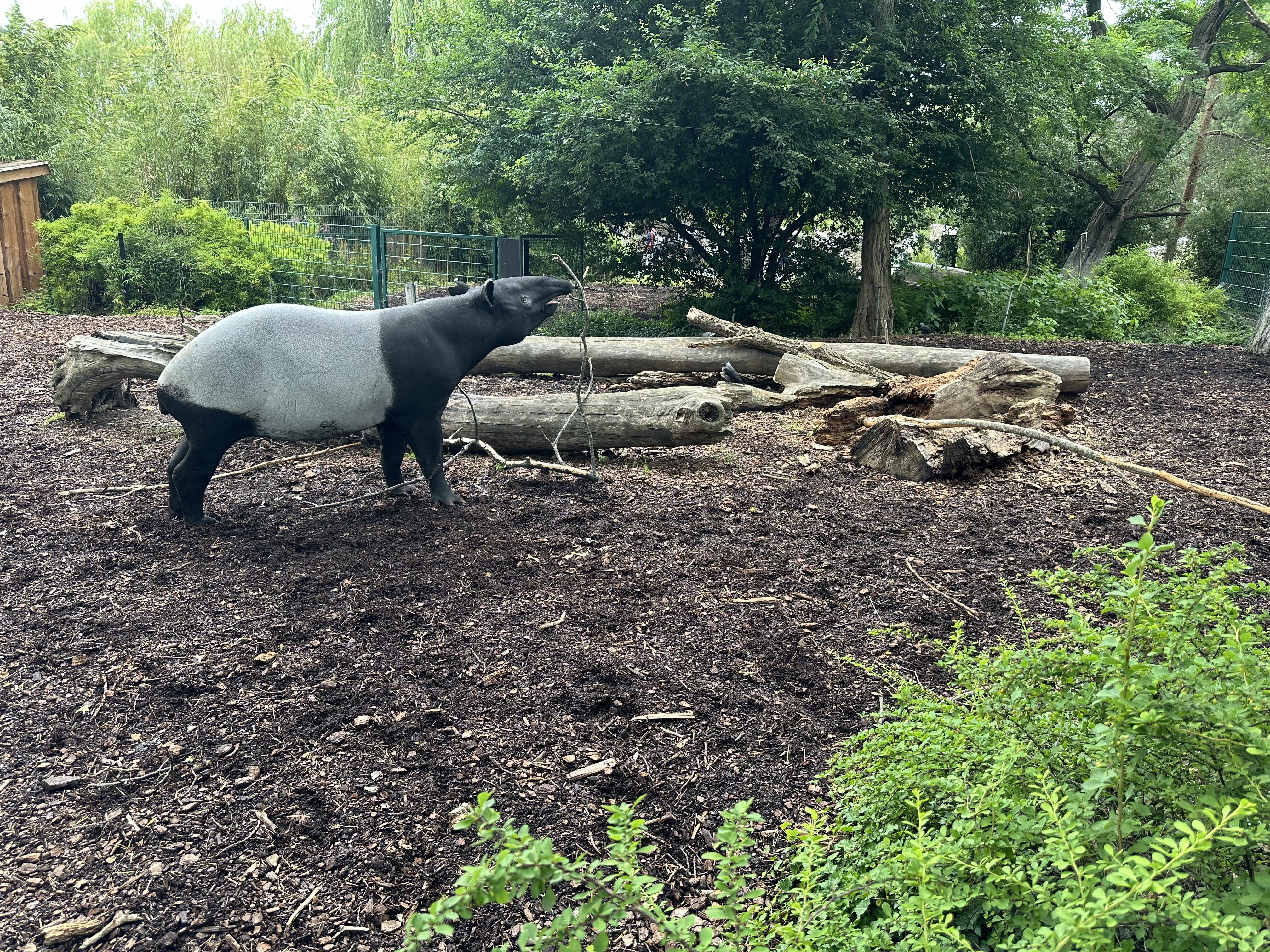 Tapir Biobed Ny Vraa