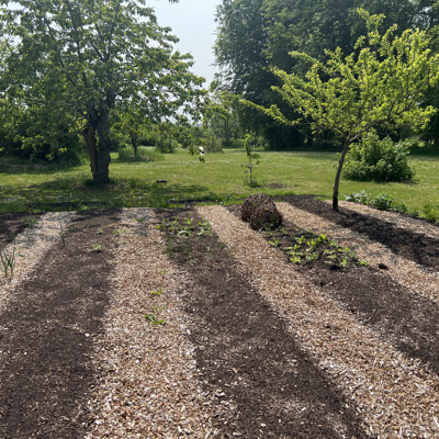 Nordic Willow Køkkenhave