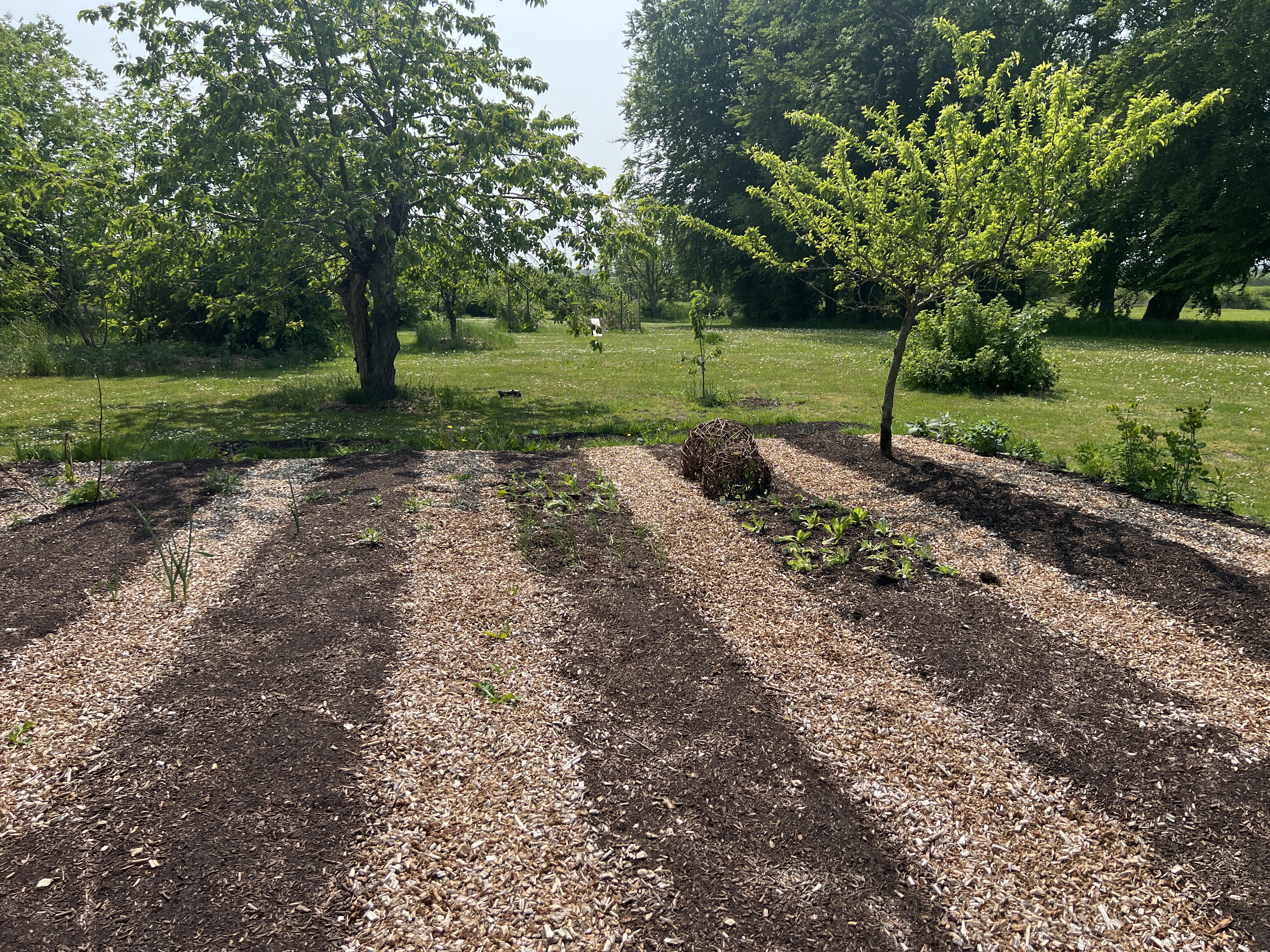 Nordic Willow Køkkenhave