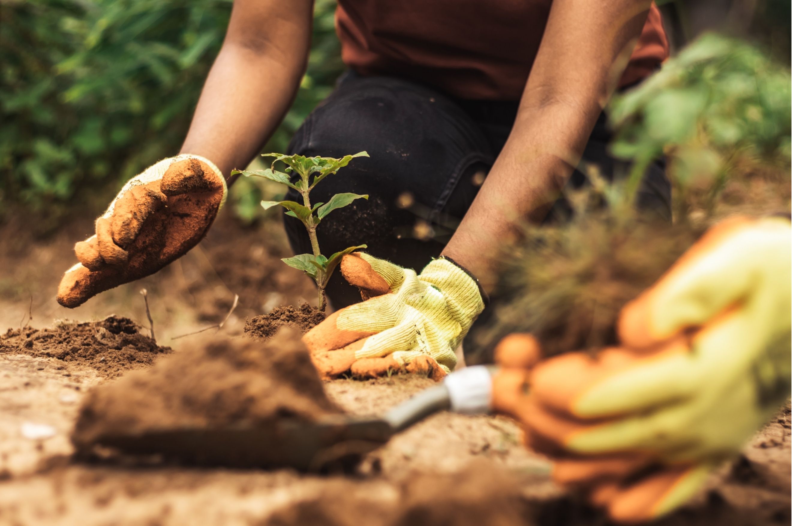 No Dig Køkkenhave Hænder