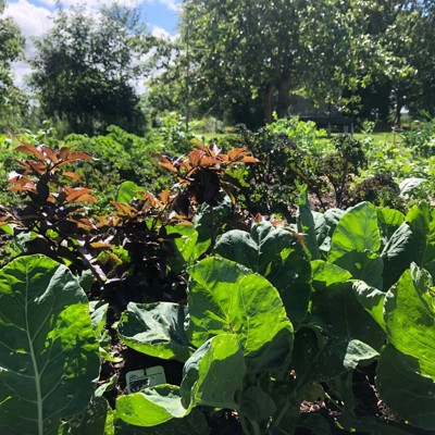 DYRK No Dig Køkkenhave NY VRAA Pilekompost