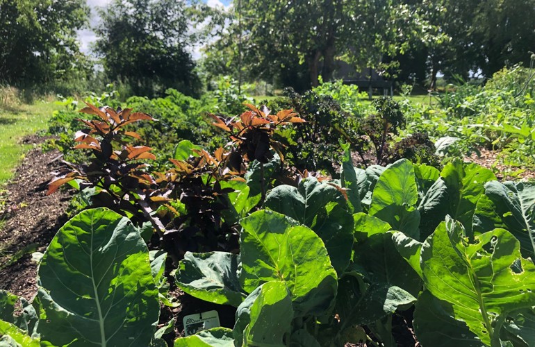 DYRK No Dig Køkkenhave NY VRAA Pilekompost