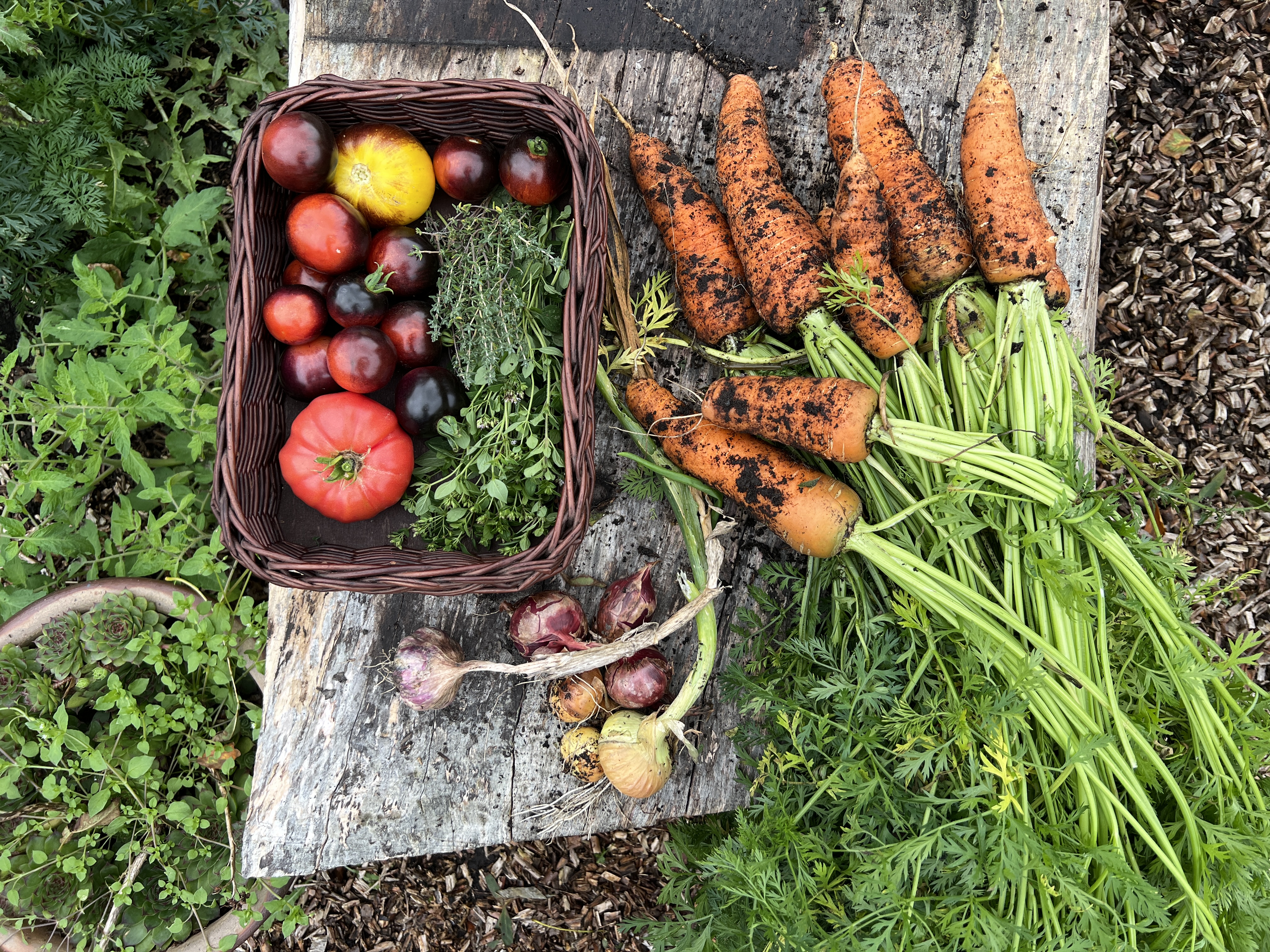 Høst Sensommer No Dig