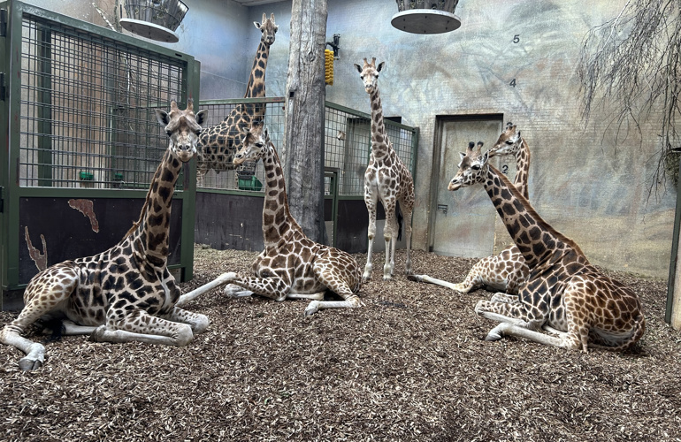 Giraffer Bioaktiv BIOBED Nordic Willow ZOO