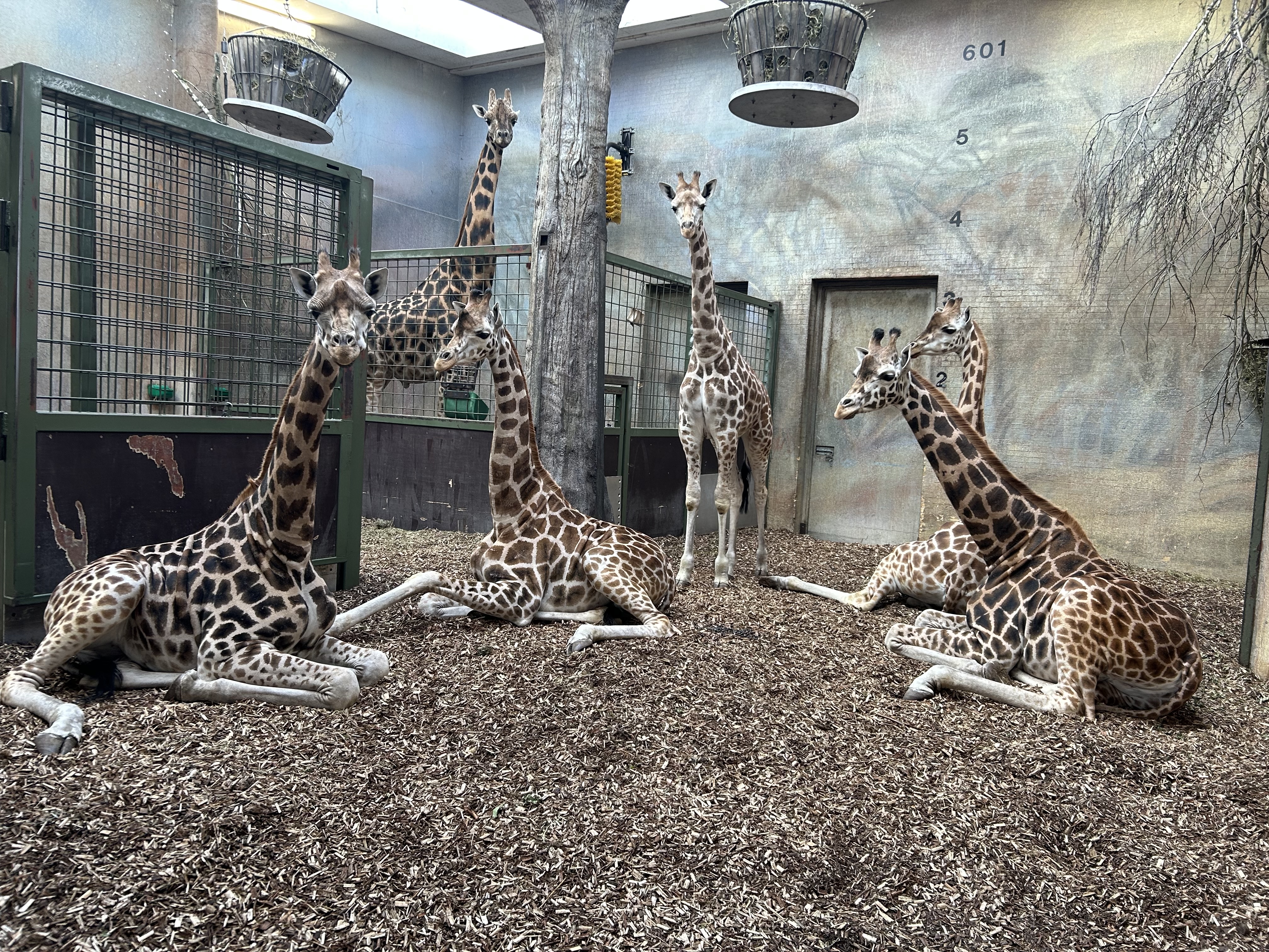 Giraffer Bioaktiv BIOBED Nordic Willow ZOO