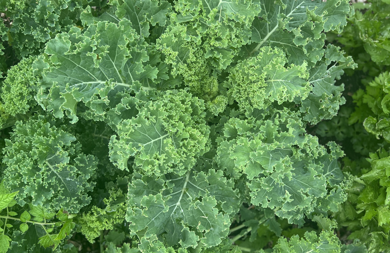 Grønkål No Dig Nordic Willow