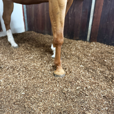 Strøelse I Boks BIOBED Nordic Willow Horse