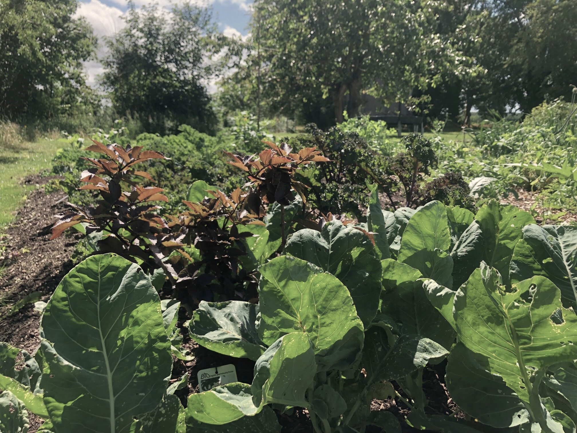Lys DYRK No Dig Køkkenhave NY VRAA Pilekompost