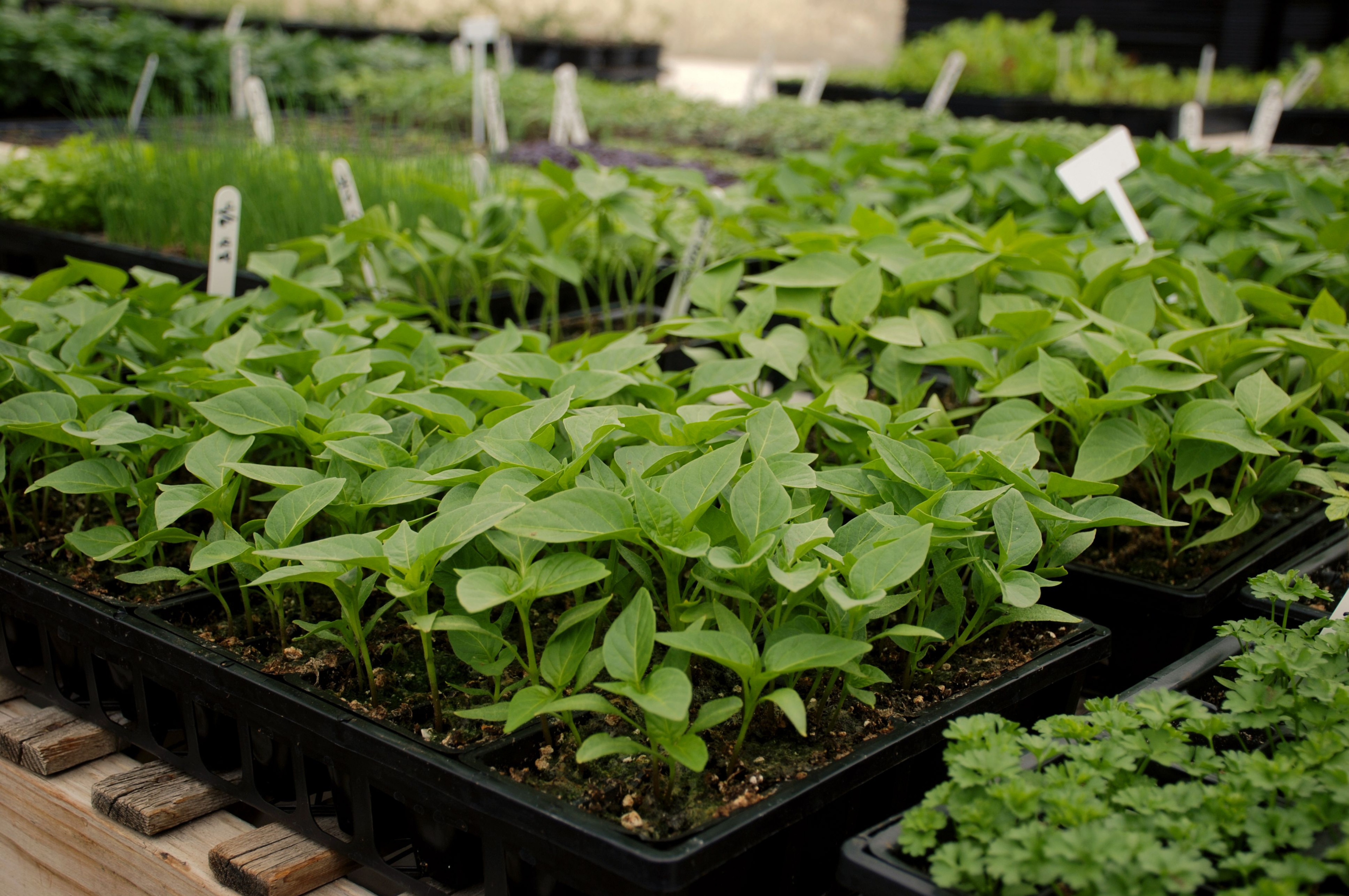 Biosubstrate Potting Soil Substrate